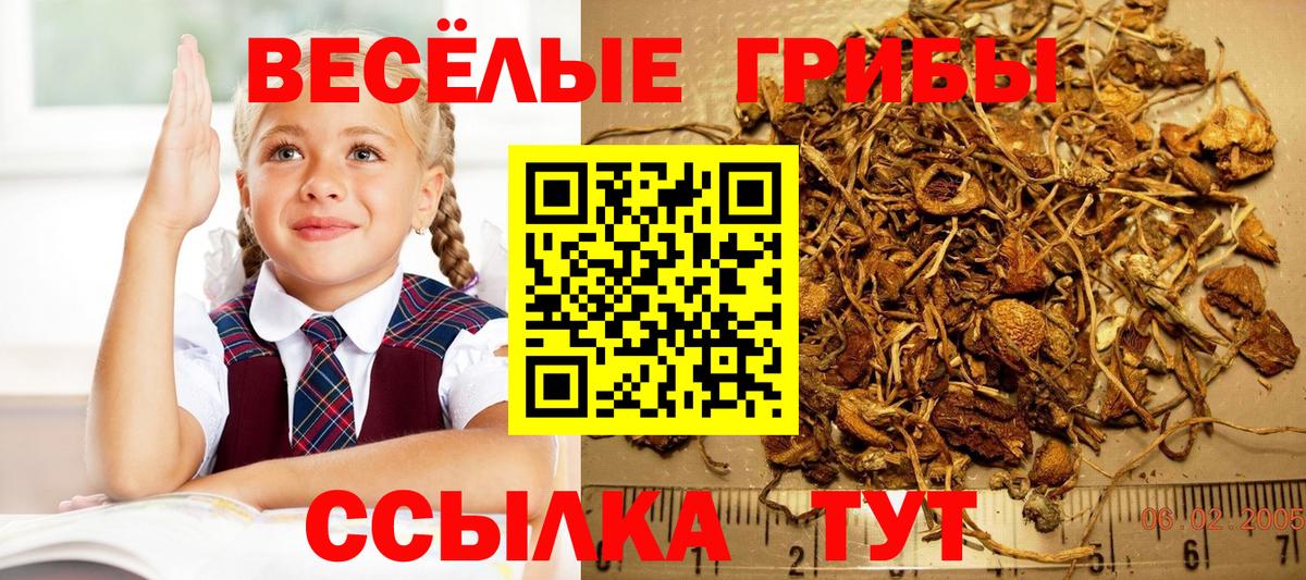 закладки  Вход с VPN  Псилоцибиновые грибы прущие грибы  Протвино  Галлюциногенные грибы MAGIC MUSHROOMS 
